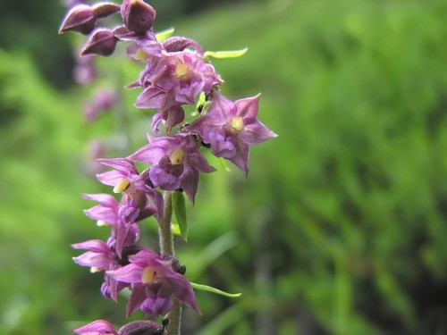 Orchidee del Trentino Alto Adige